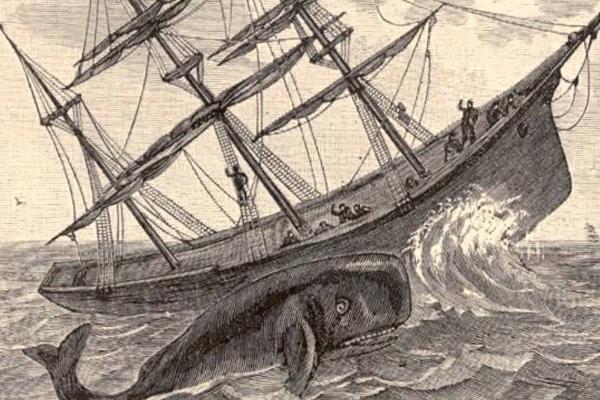 Whale swims beside a ship.