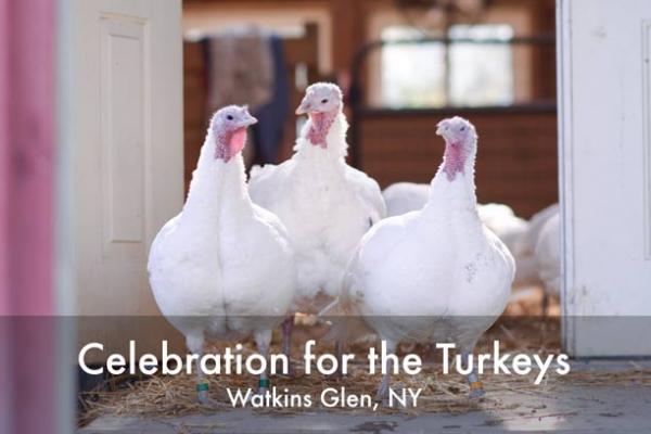 3 turkeys event poster