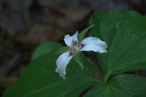Painted Trillium at the Von Engeln Preserve in Dryden NY
